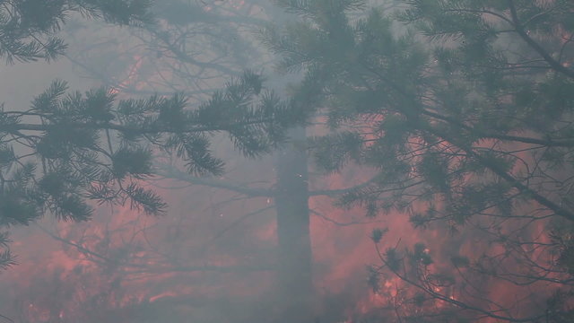 Inside dark and smoky environment of forest fire. This wood fire footage appropriate to visualize wildfire or prescribed burning.