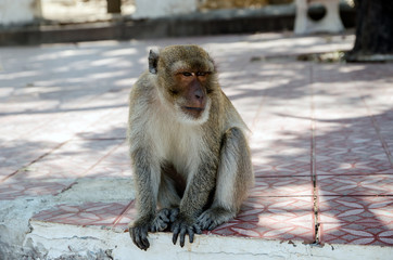 Monkey homeless