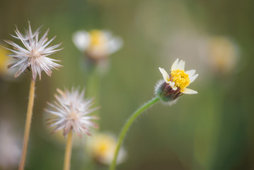 Macro view of wildflower.