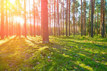 Sunrise in pine forest