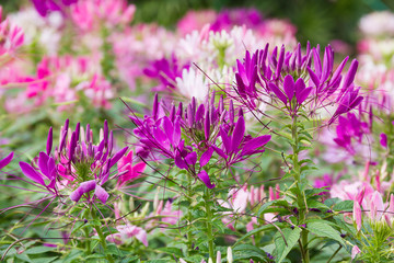 Close up Purple spider flower in the garden
