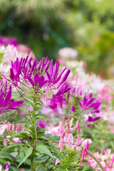 Close up Purple spider flower in the garden
