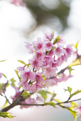 Sakura flowers