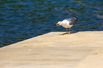 Seagull