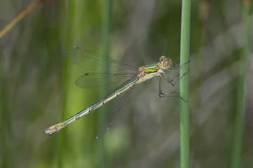 libélula verde Lestes
