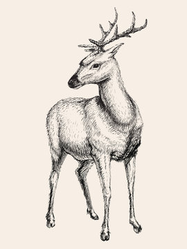 Deer vector illustration, hand drawn, sketch