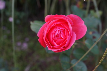 美しいバラの花　深紅