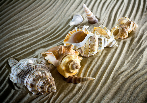 Sea Shells Seashells, sea shells from beach - panoramic - with l