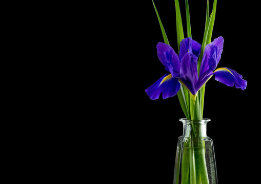 flowers blue purple irises with leaves close up isolated on black background
