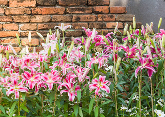 Pink lily flower with old brick wall