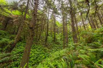 SKUNK CABBAGE TRAIL, REDWOOD NATIONAL AND STATE PARKS