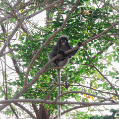 Dusky leaf monkey