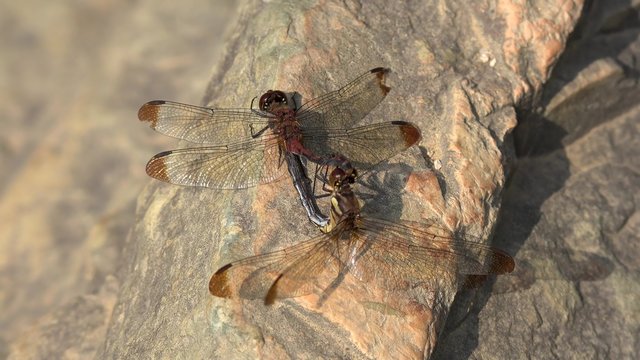 Mating dragonflies.