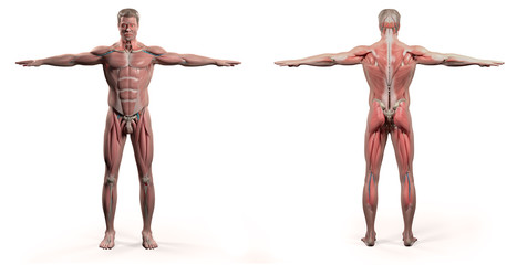 Human anatomy showing face, head, shoulders and torso muscular system, bone structure and vascular system.