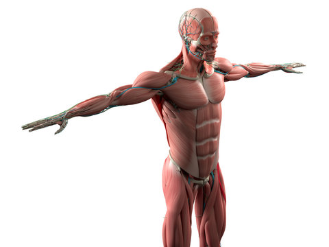 Human anatomy showing face, head, shoulders and torso muscular system, bone structure and vascular system. On white background.