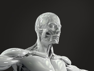 Human anatomy showing low three quarter view of face and torso in porcelain finish on dark background.
