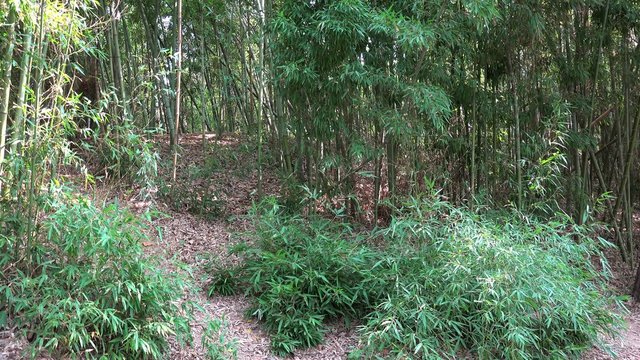 Bushy Bamboo thickets.