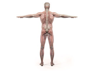 Human anatomy showing back full body, head, shoulders and torso, bone structure, muscular system and vascular system on a plain white background.