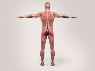 Human anatomy with back view of full body showing muscular system, vascular system and skin on a stylish white background.