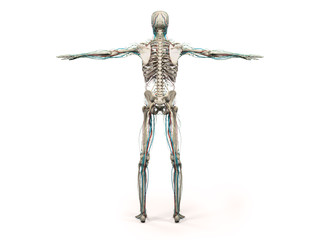 Human anatomy showing back full body, head, shoulders and torso, bone structure and vascular system on a plain white background.
