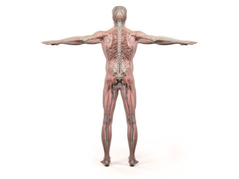 Human anatomy showing back full body, head, shoulders and torso, bone structure, muscular system and vascular system on a plain white background.