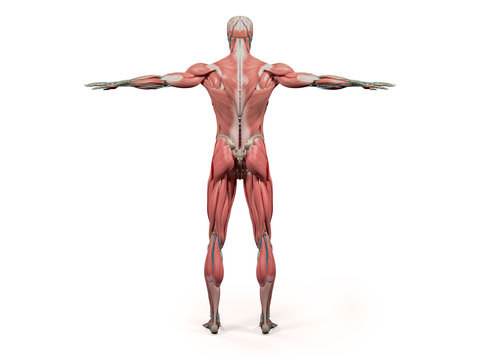 Human anatomy showing back full body, head, shoulders and torso, bone structure, muscular system and vascular system on a plain white background.