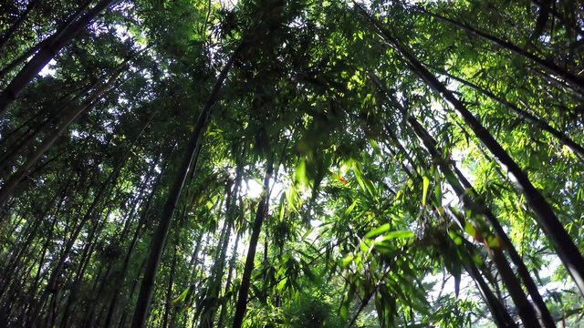 Walking at the Bamboo thickets (POV).