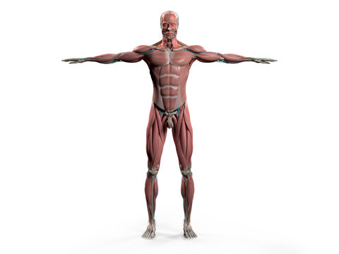 Human anatomy showing front full body, head, shoulders and torso, bone structure, muscular system and vascular system on a plain white background.