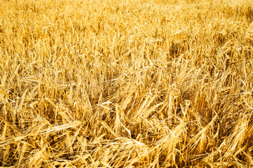 golden wheat field