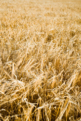 golden wheat field