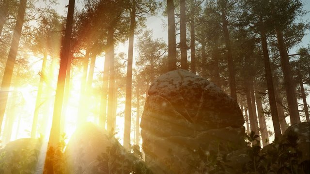 A beautiful morning with sunrays shining through the forest trees