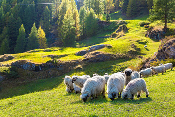 Valais blacknose sheep in  Alps © Sergii Figurnyi