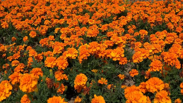 Glade of orange French Marigold (Tagetes patula).