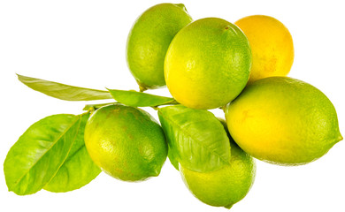 grappe de citrons bio, fond blanc 