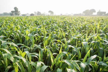 Sorghum crop field