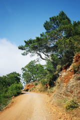 Country road. Pine-trees and blue sea. Aged photo.
