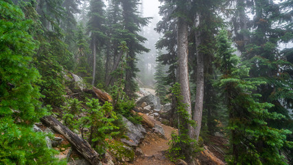 Fototapeta na wymiar Rocky trail in the spruce forest among felled trees, BLUE LAKE TRAIL, Washington state