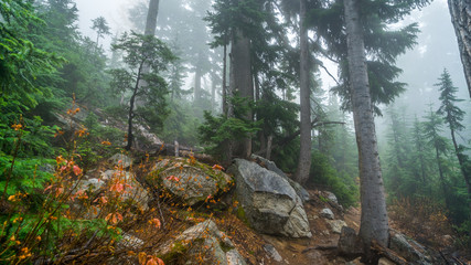 Rocky slopes in the fir forest, BLUE LAKE TRAIL, Washington state