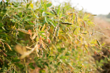 Pigeon pea crop field