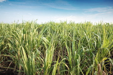 Sugar cane field