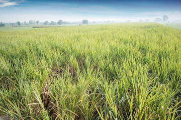 Sugar cane field