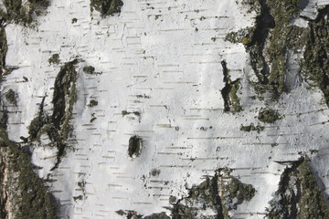 birch bark texture background paper close up close up