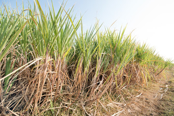 Sugar cane field