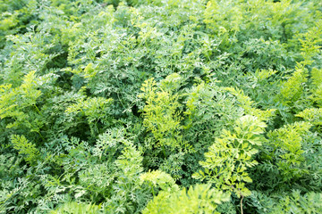 Carrot field