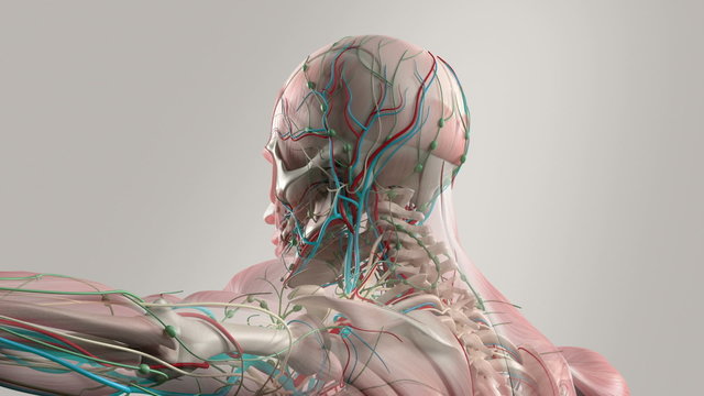 Human anatomy showing face and shoulders, with an animation of different layers like the muscular system and the skeletal system.