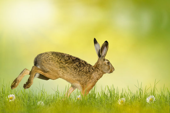 Happy Easter; easter bunny