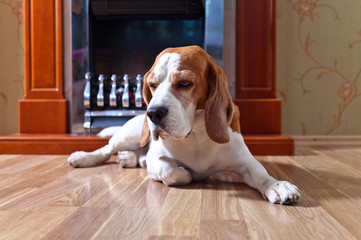 dog on wooden floor