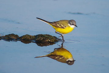 riflesso di cutrettola (Motacilla flava) nell'acqua dello stagno