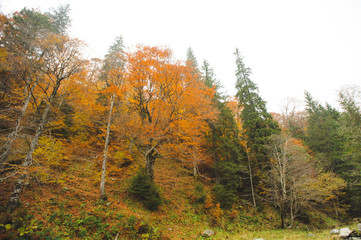 Fototapeta premium Autumn Trees