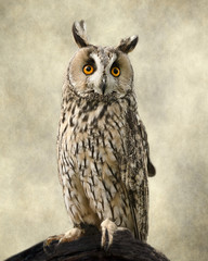 Long Eared Owl, Textures added to bring out the owl's beauty. 